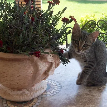 Il Giardino Degli Ulivi Bed & Breakfast *