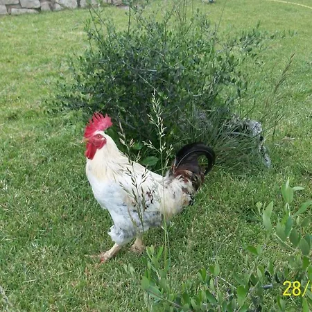 Il Giardino Degli Ulivi Bed & Breakfast *